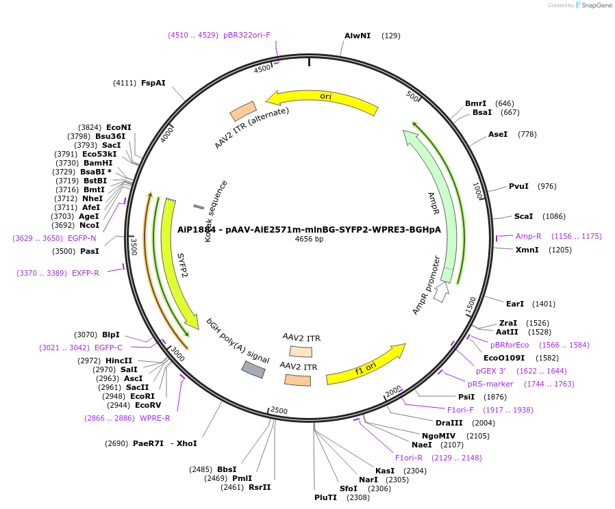 230731-plasmid-map-sequence-id-466322