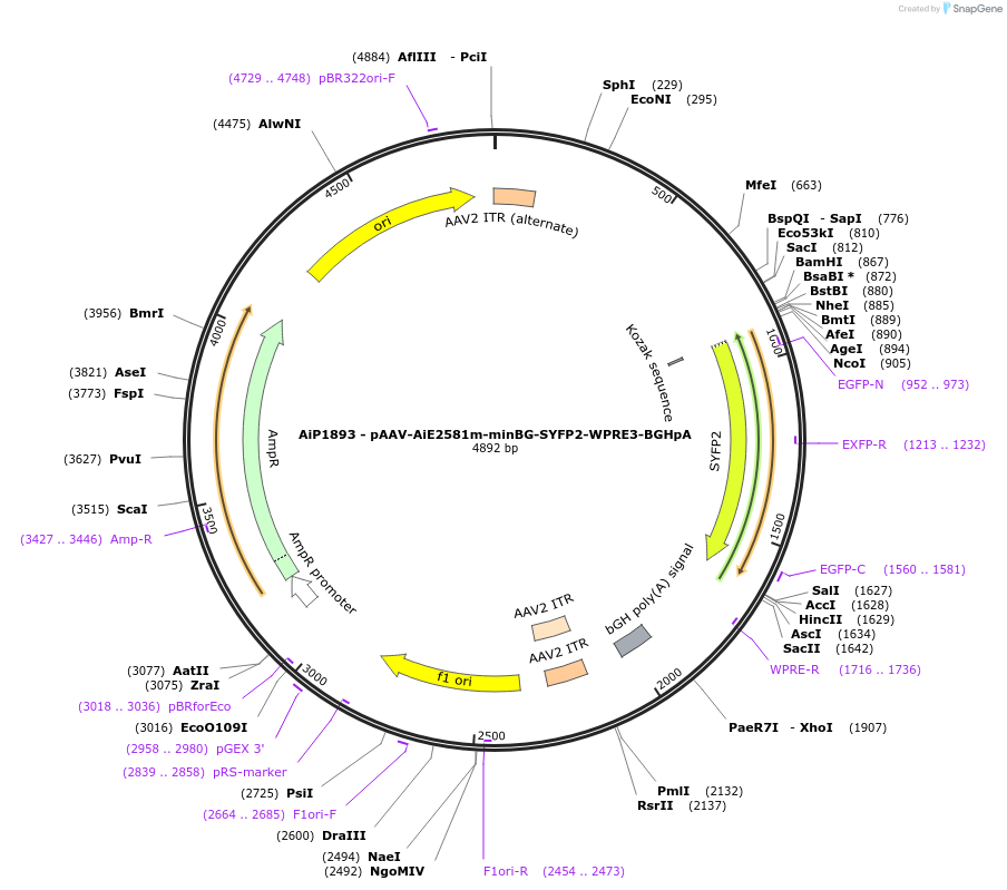 230732-plasmid-map-sequence-id-466323
