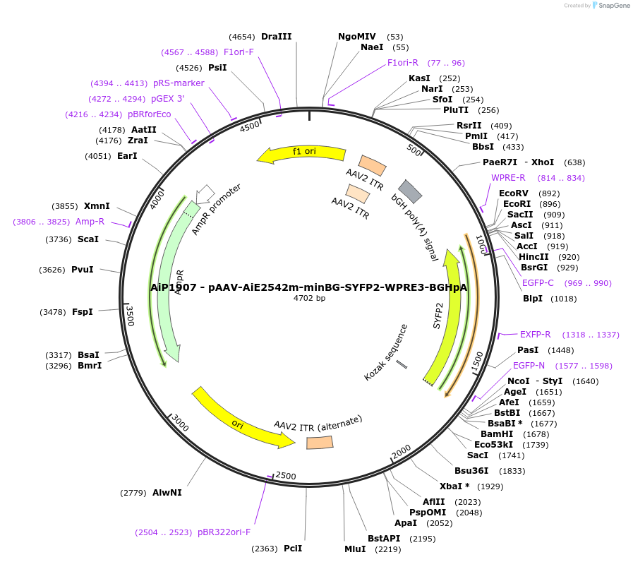 230735-plasmid-map-sequence-id-466326