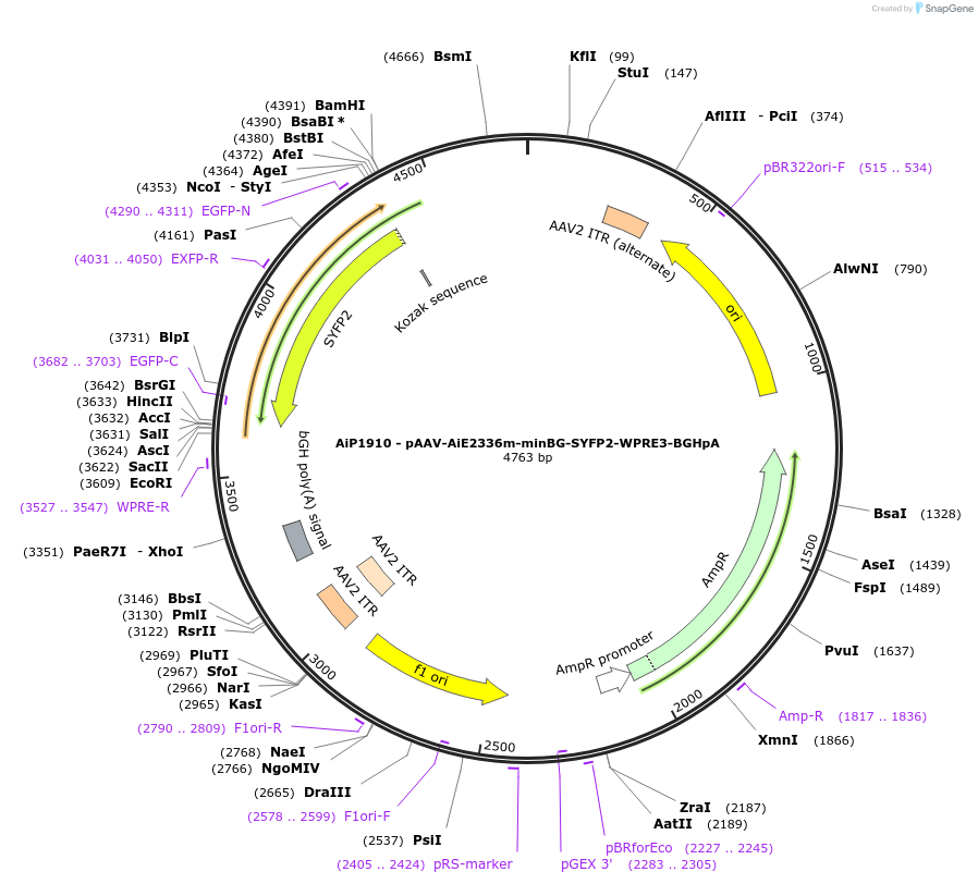 230736-plasmid-map-sequence-id-466327