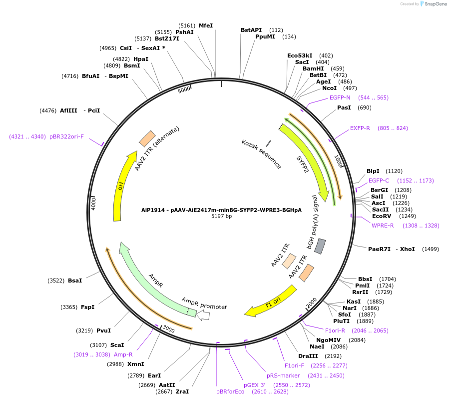 230738-plasmid-map-sequence-id-466329