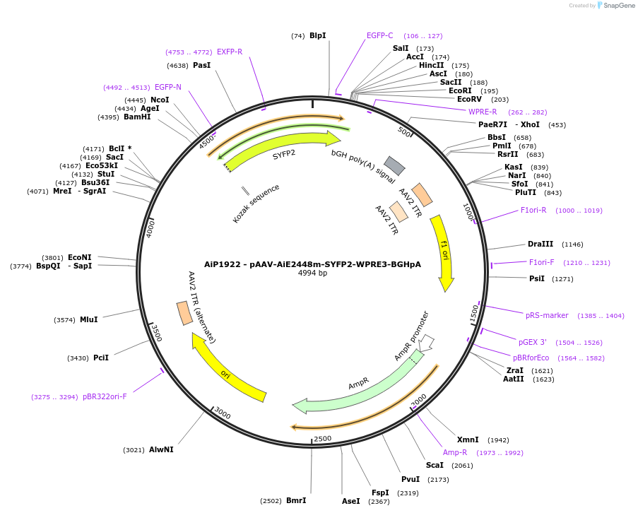 230739-plasmid-map-sequence-id-466330