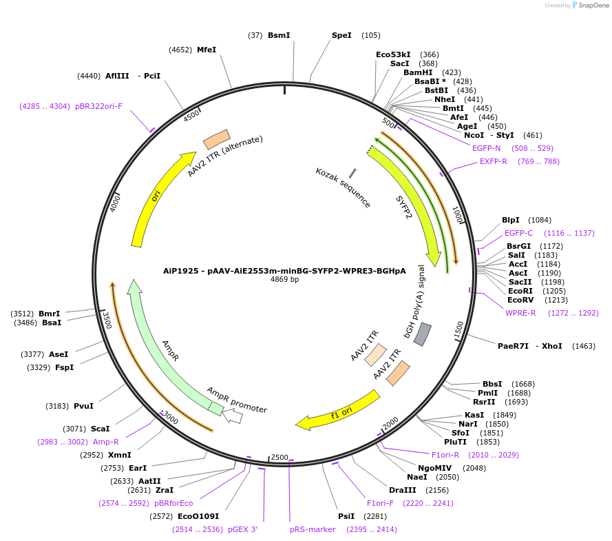 230740-plasmid-map-sequence-id-466331