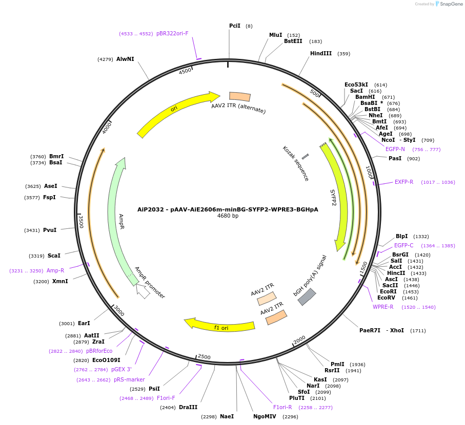 230756-plasmid-map-sequence-id-466339