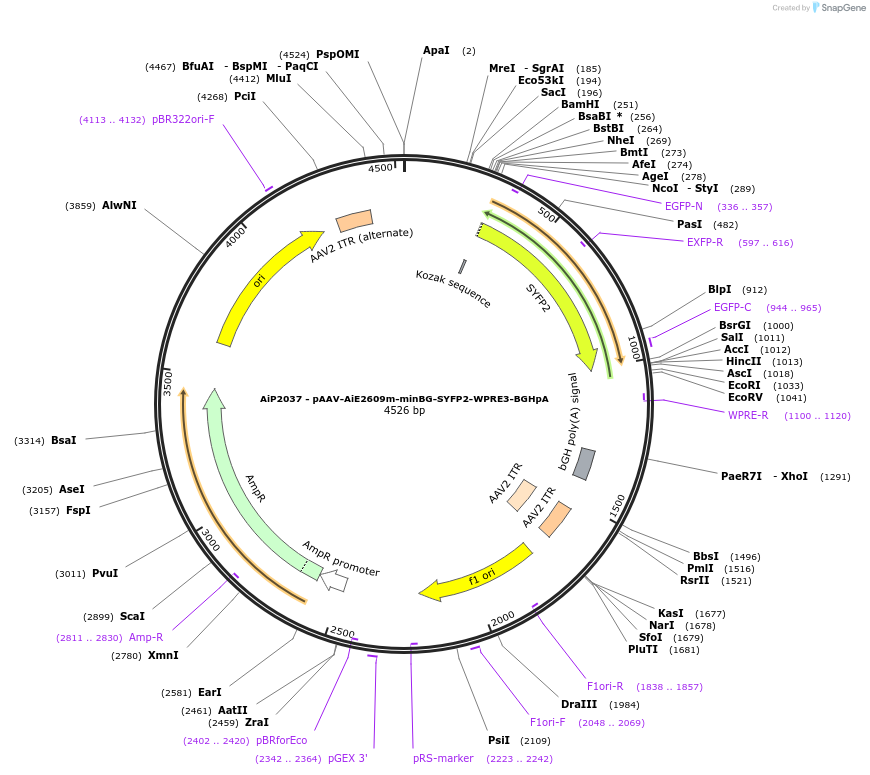 230758-plasmid-map-sequence-id-466340