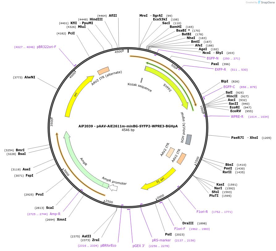 230759-plasmid-map-sequence-id-466341
