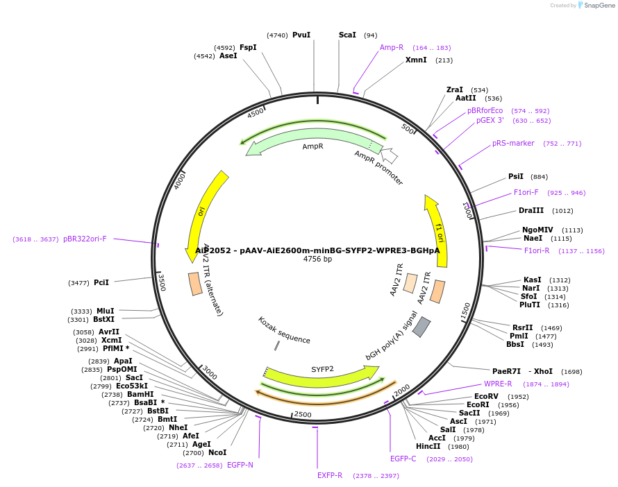 230762-plasmid-map-sequence-id-466342