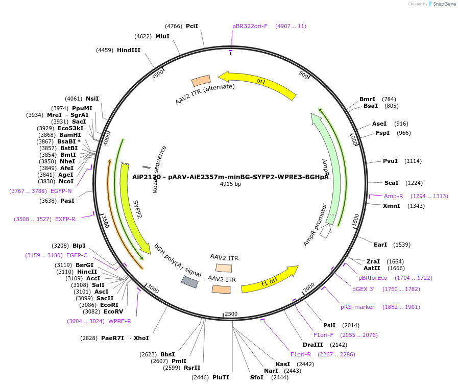 230765-plasmid-map-sequence-id-466345