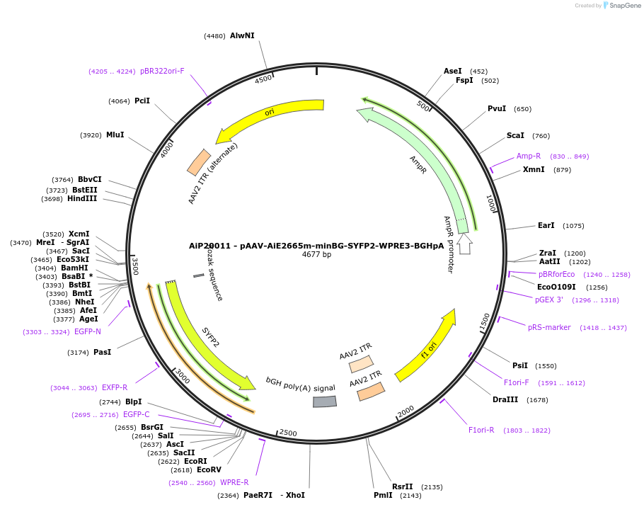 230766-plasmid-map-sequence-id-466346