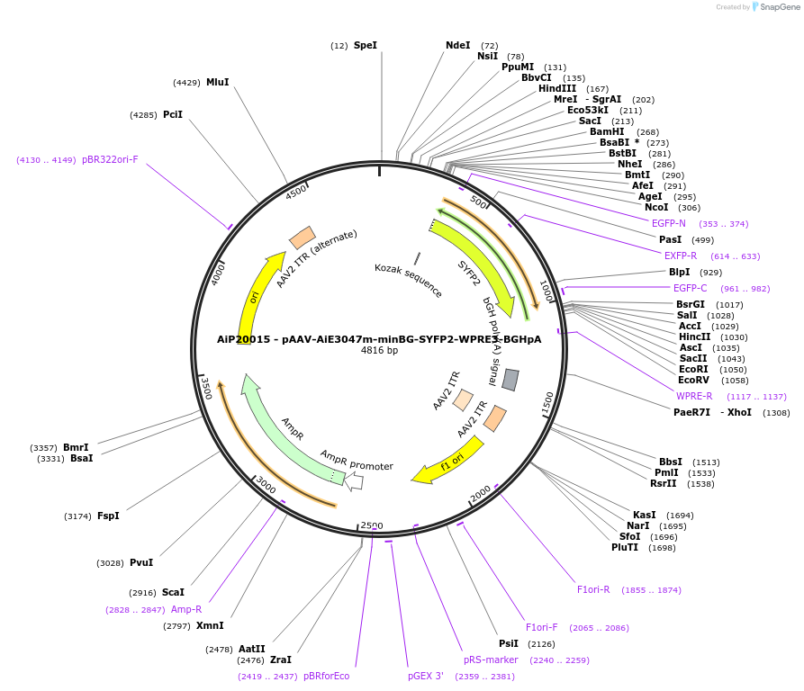 230767-plasmid-map-sequence-id-466347