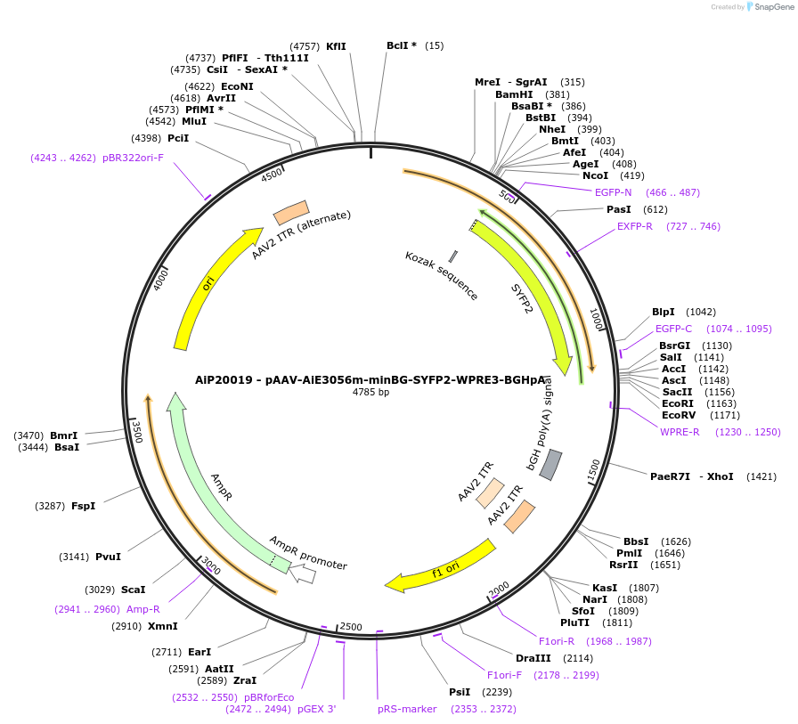 230769-plasmid-map-sequence-id-466349