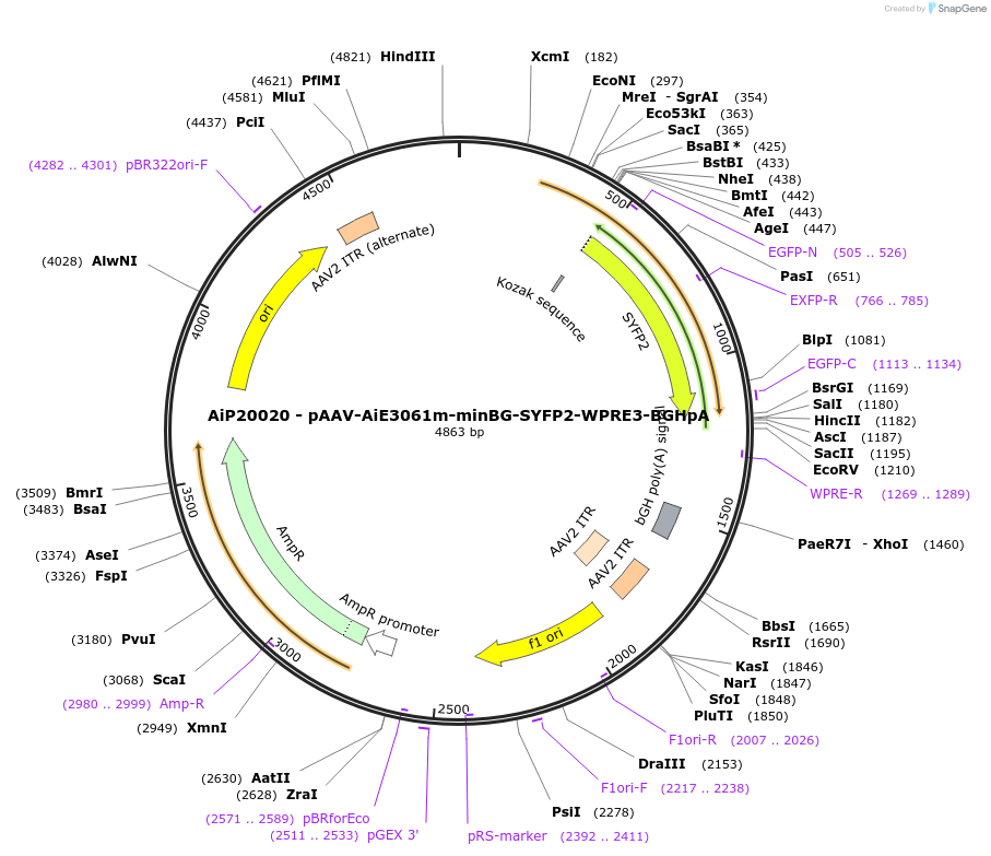 230770-plasmid-map-sequence-id-466350