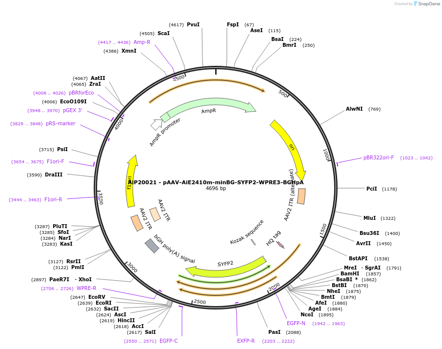 230771-plasmid-map-sequence-id-466351