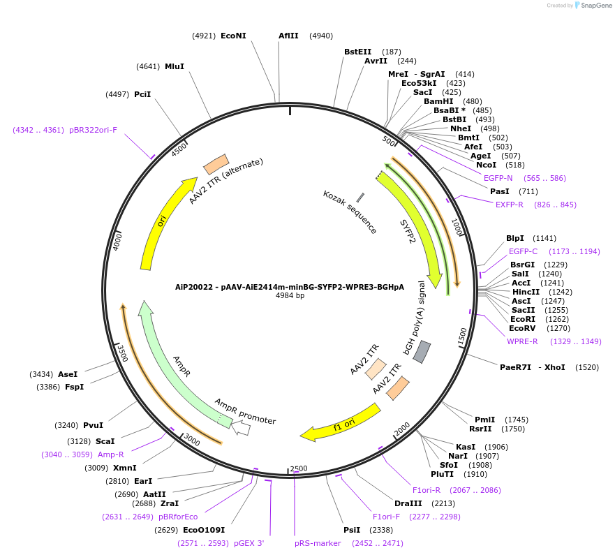 230772-plasmid-map-sequence-id-466352