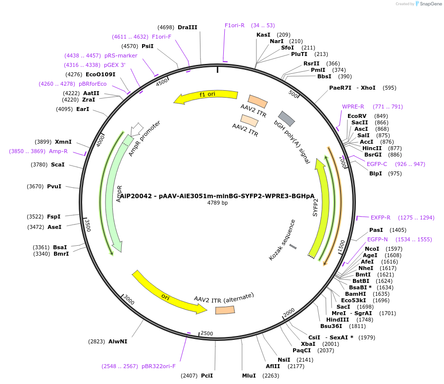 230774-plasmid-map-sequence-id-466354