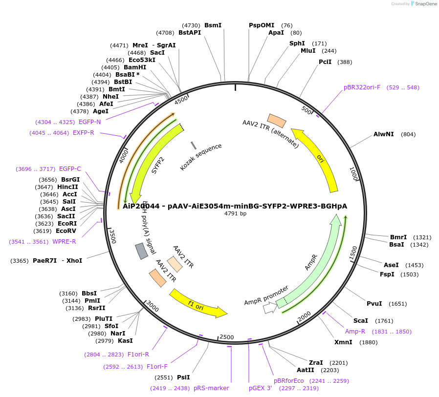230776-plasmid-map-sequence-id-466355