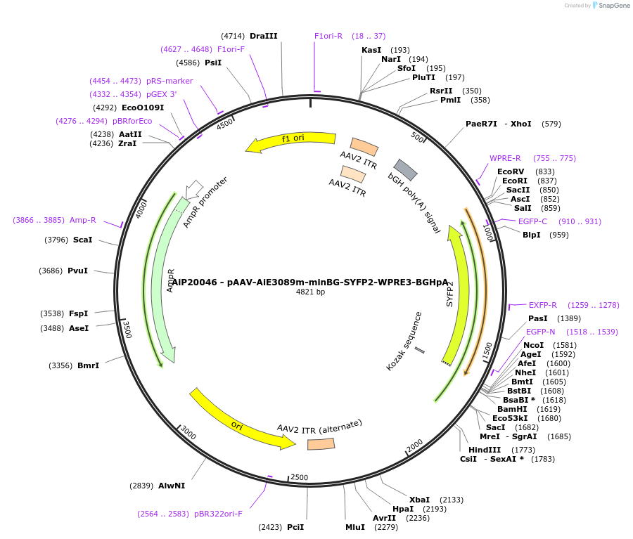 230778-plasmid-map-sequence-id-466357