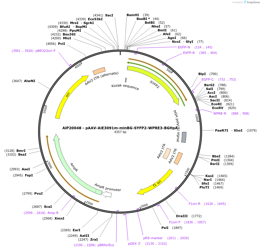 230780-plasmid-map-sequence-id-466359