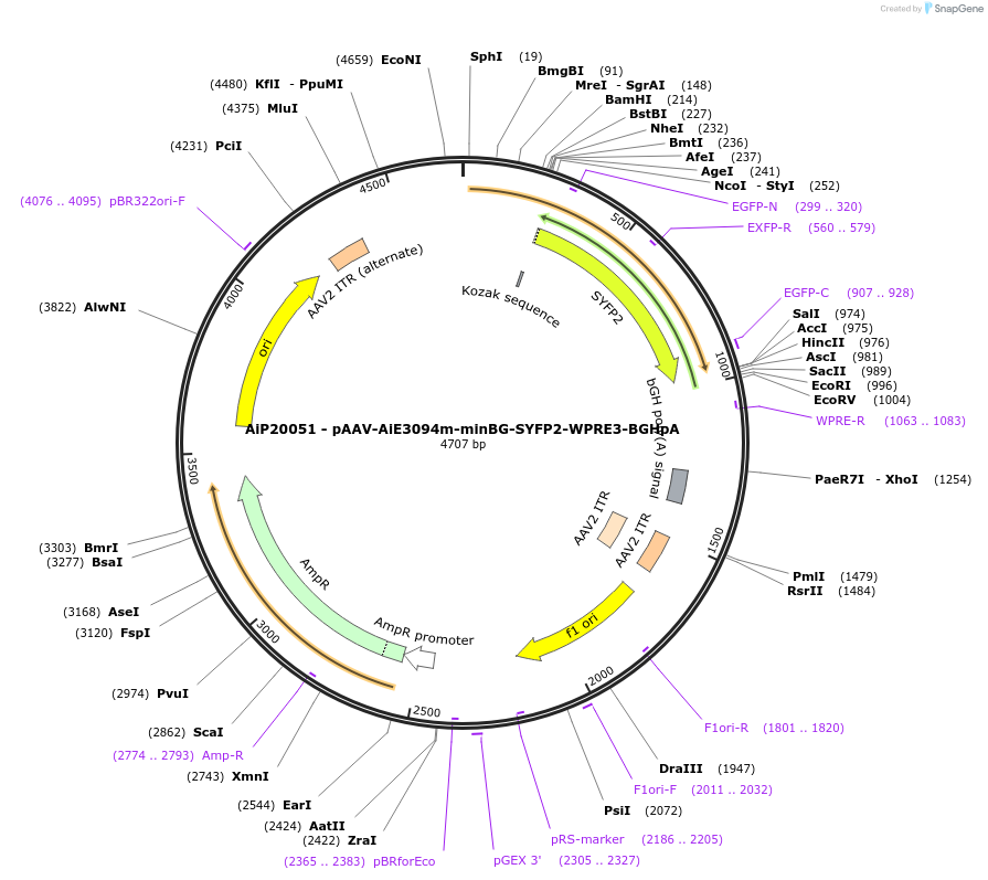 230782-plasmid-map-sequence-id-466361