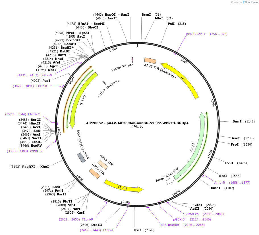 230783-plasmid-map-sequence-id-466362