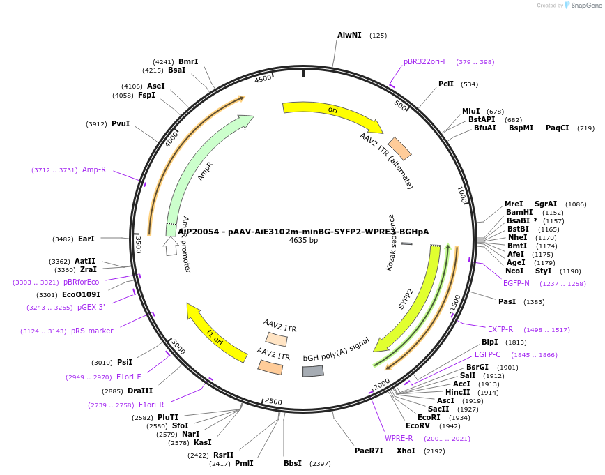 230784-plasmid-map-sequence-id-466363