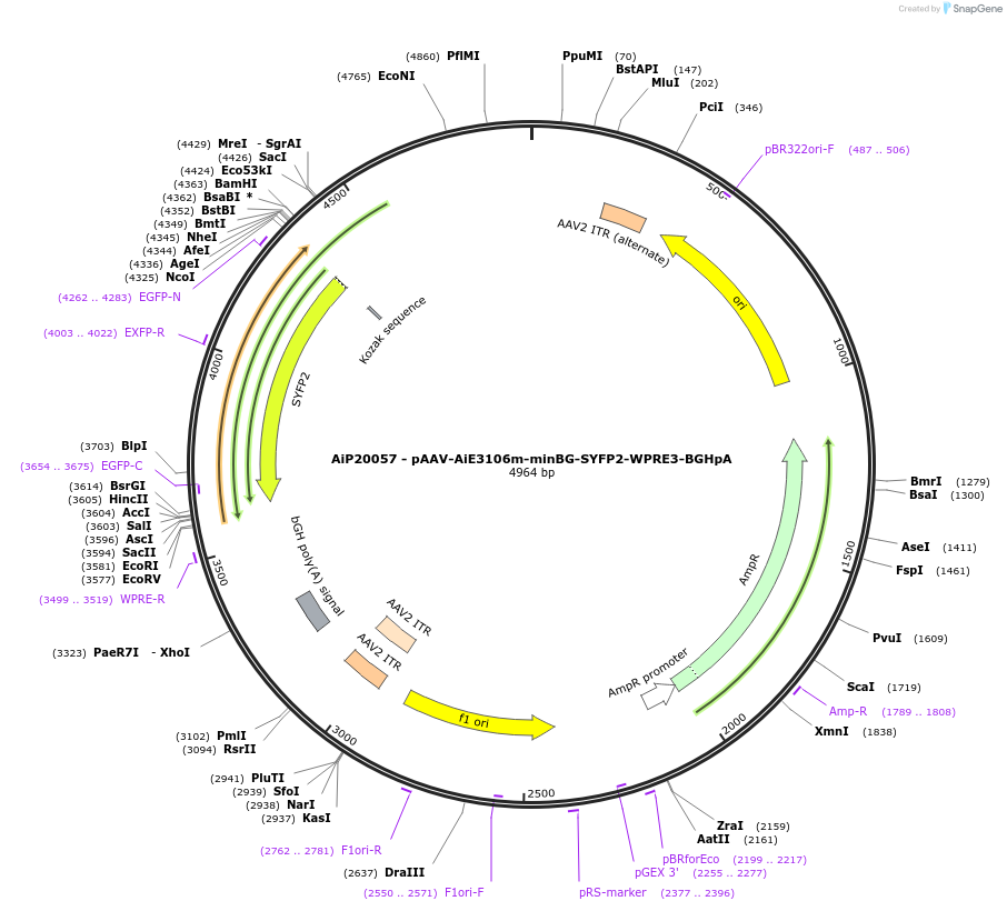 230787-plasmid-map-sequence-id-466364