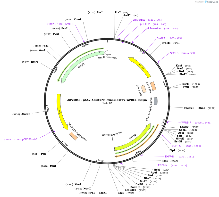 230788-plasmid-map-sequence-id-466365
