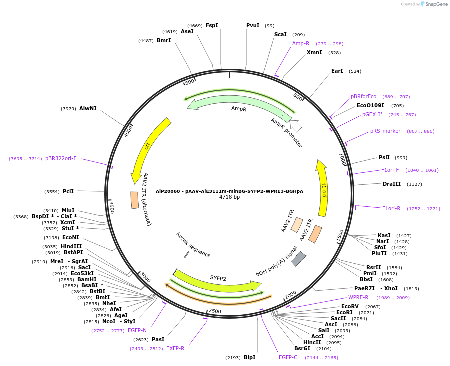 230790-plasmid-map-sequence-id-466367