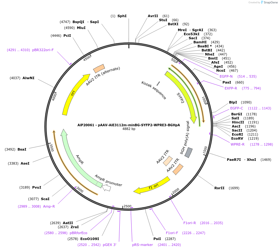 230791-plasmid-map-sequence-id-466368
