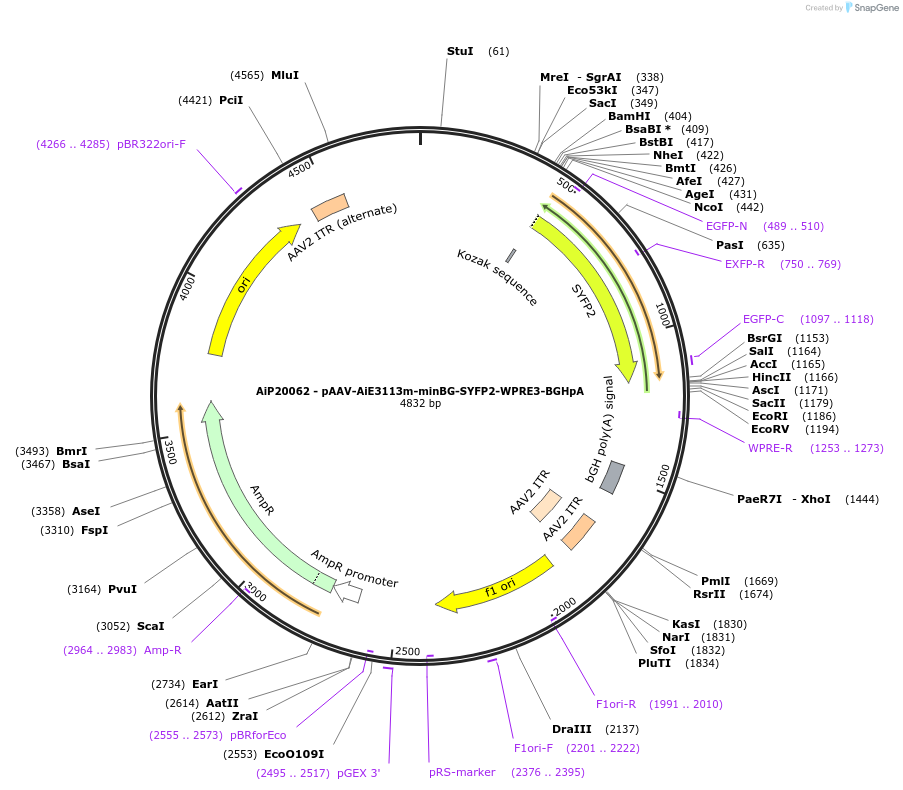 230792-plasmid-map-sequence-id-466369