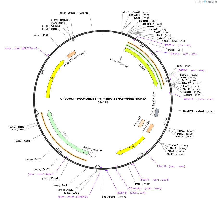 230793-plasmid-map-sequence-id-466370