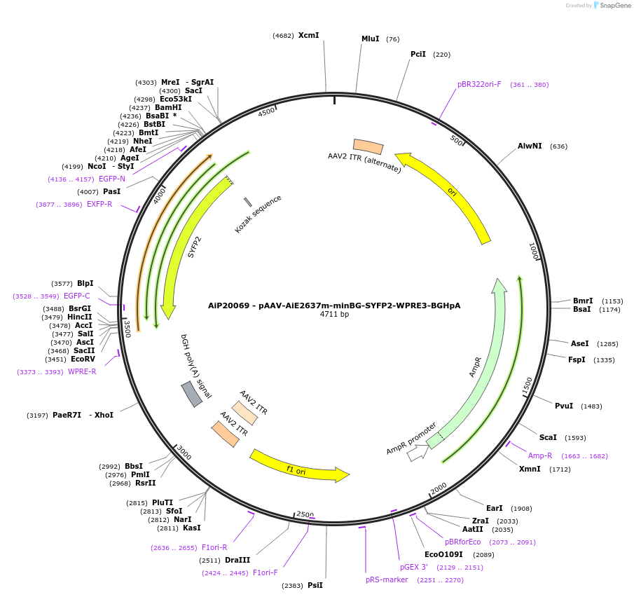 230794-plasmid-map-sequence-id-466371