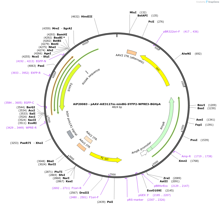 230797-plasmid-map-sequence-id-466372