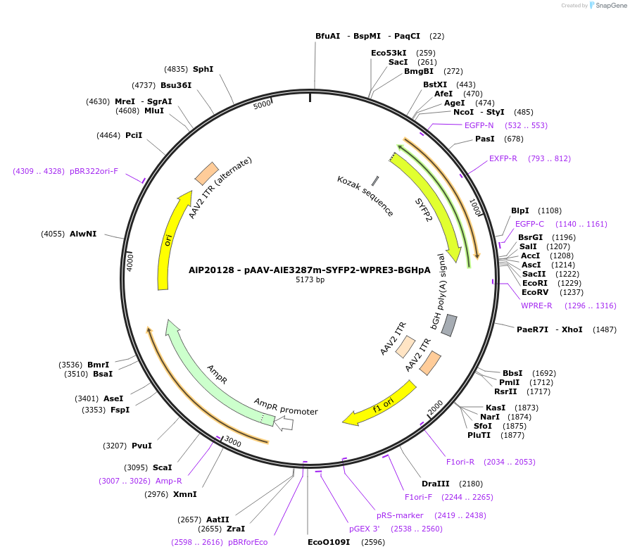 230798-plasmid-map-sequence-id-466373