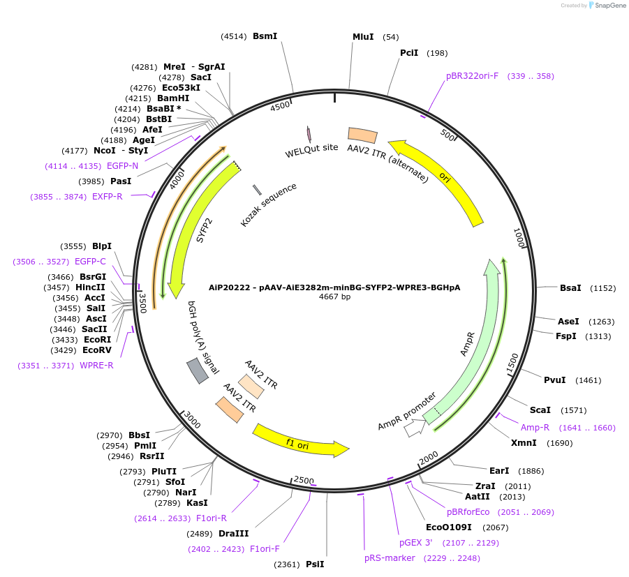 230808-plasmid-map-sequence-id-466375