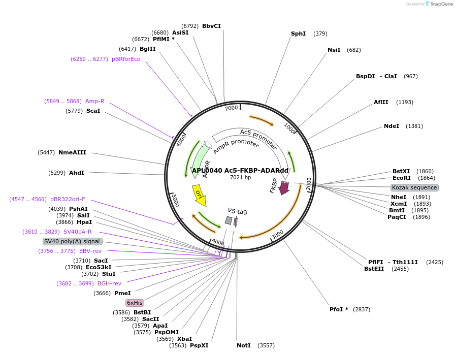 233411-plasmid-map-sequence-id-466381