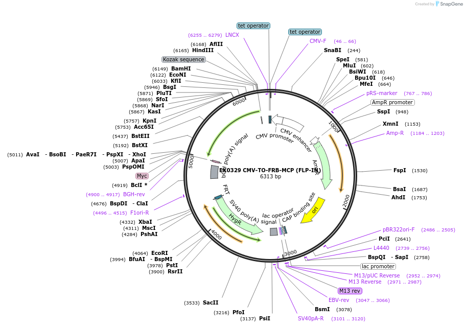 233375-plasmid-map-sequence-id-466383