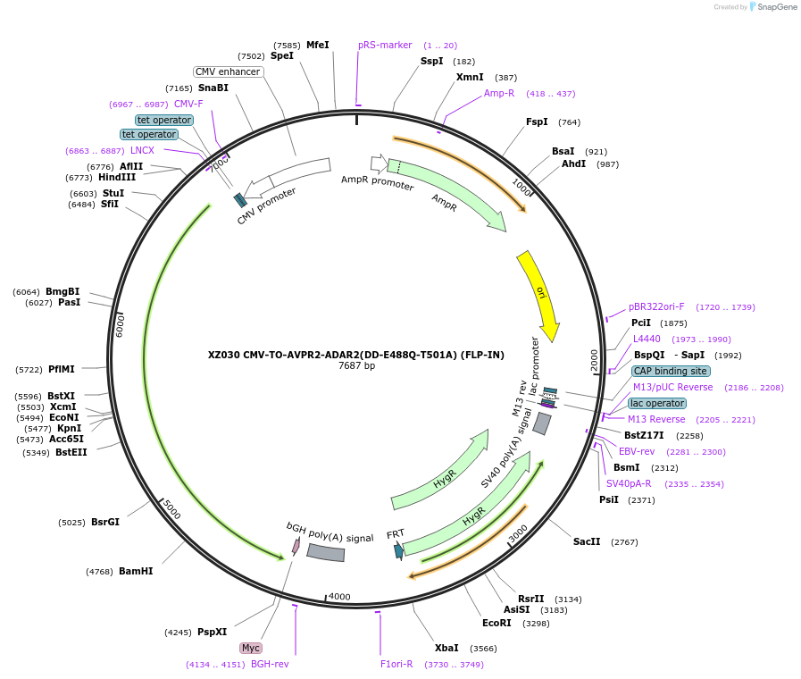 233380-plasmid-map-sequence-id-466384