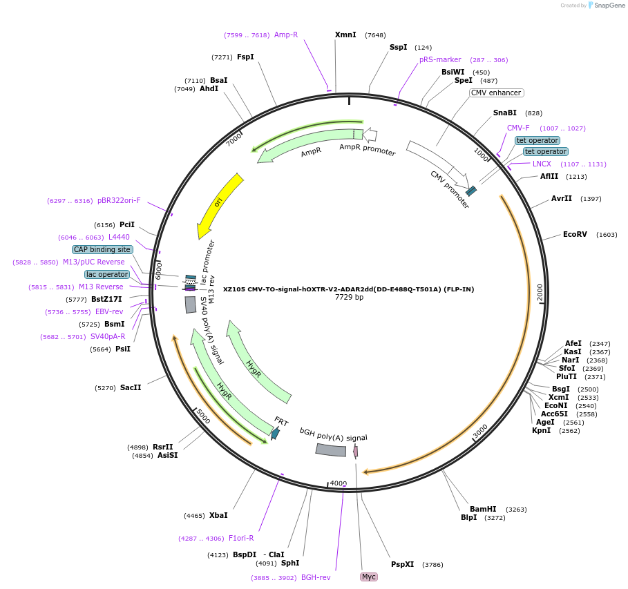 233400-plasmid-map-sequence-id-466385