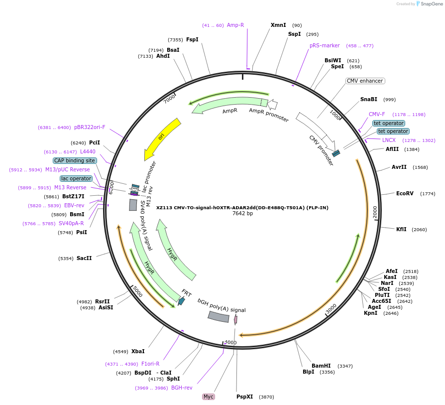 233399-plasmid-map-sequence-id-466386