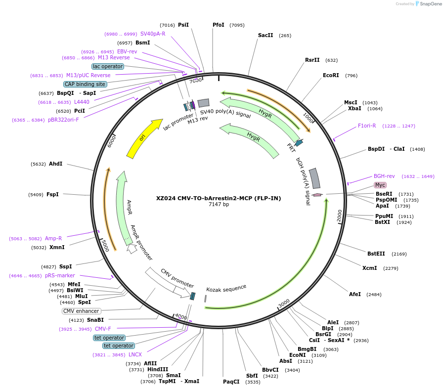 233379-plasmid-map-sequence-id-466390