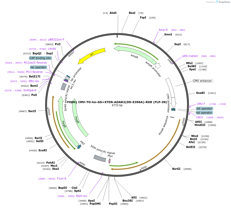 233383-plasmid-map-sequence-id-466391