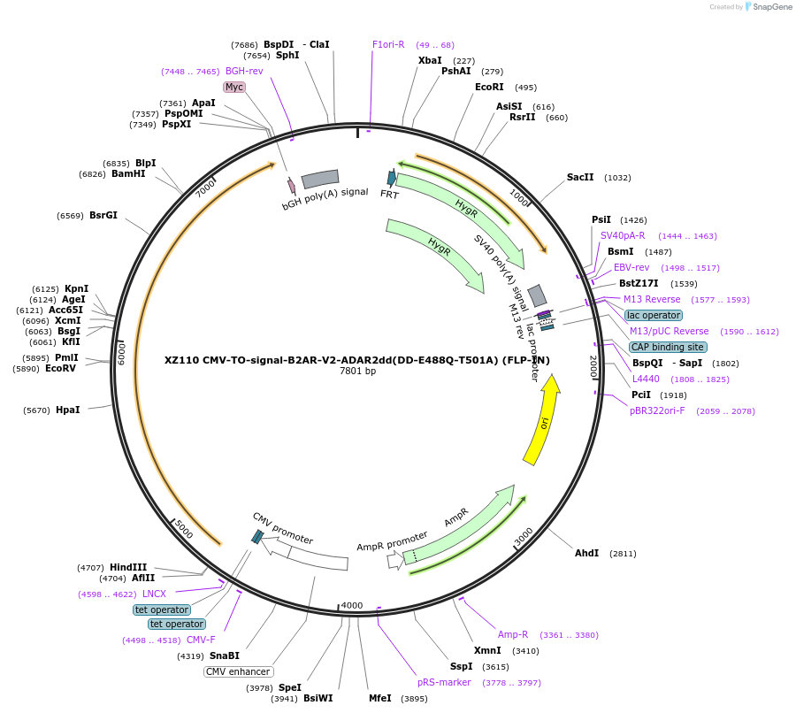 233402-plasmid-map-sequence-id-466392