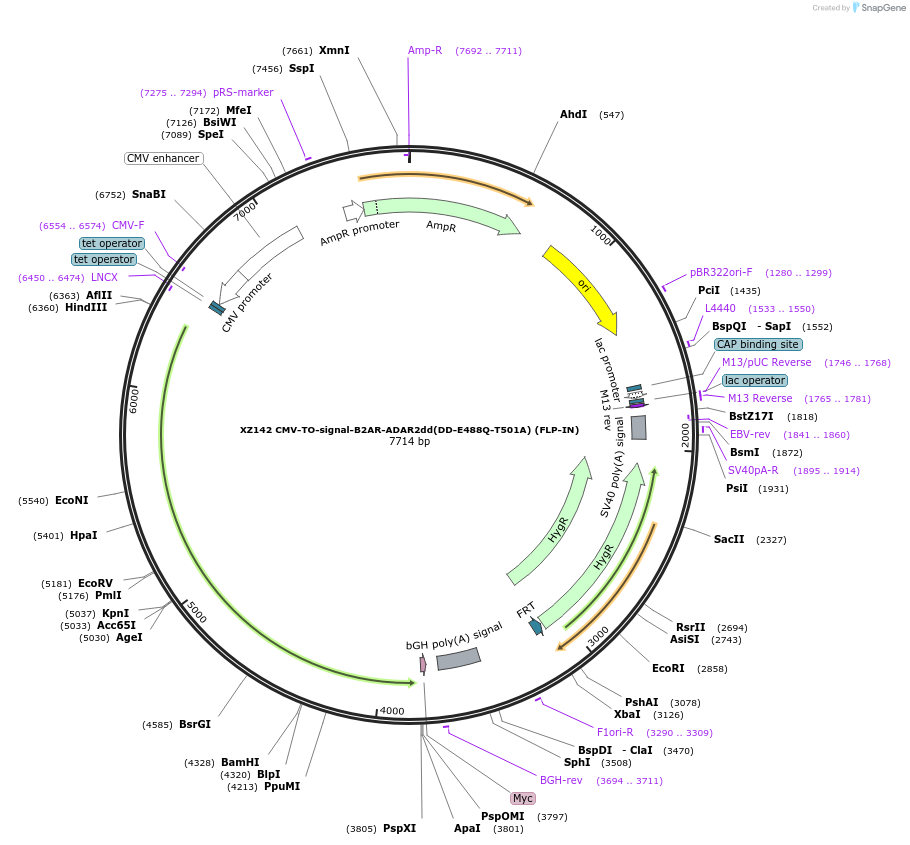 233401-plasmid-map-sequence-id-466393