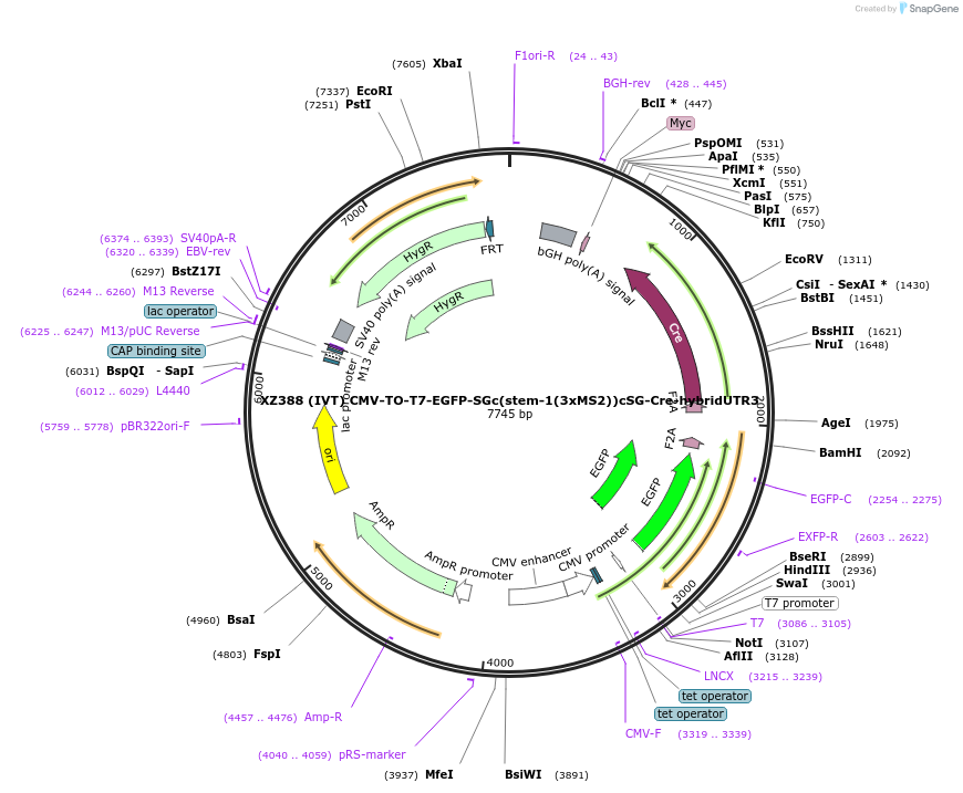 233424-plasmid-map-sequence-id-466394