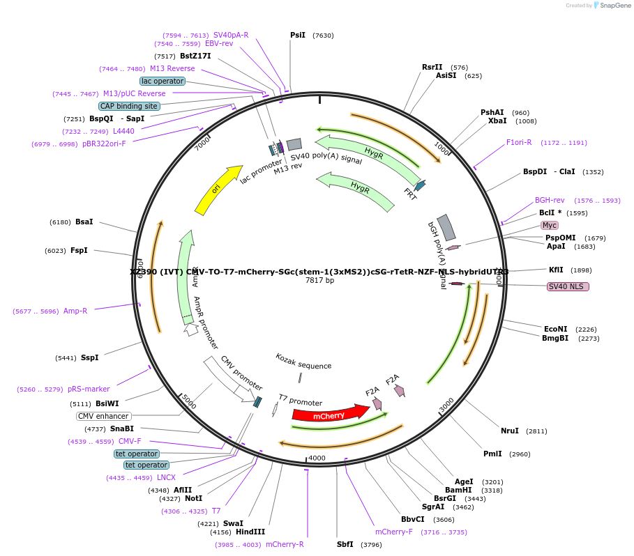 233425-plasmid-map-sequence-id-466395
