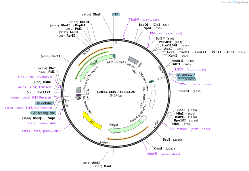 233416-plasmid-map-sequence-id-466396