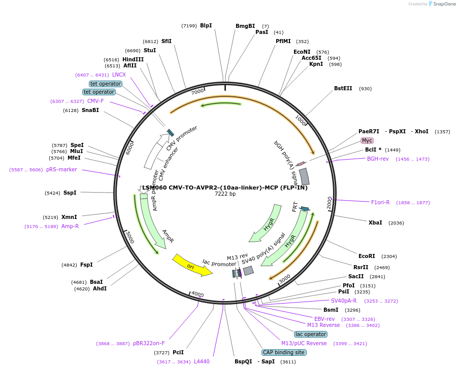 233403-plasmid-map-sequence-id-466397