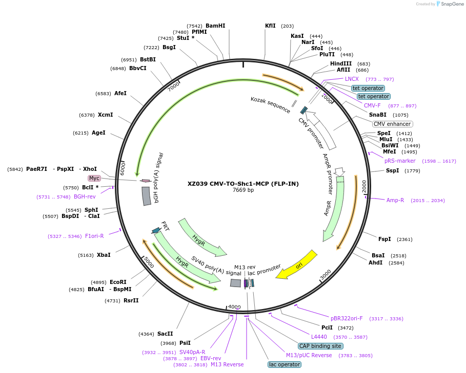 233392-plasmid-map-sequence-id-466398