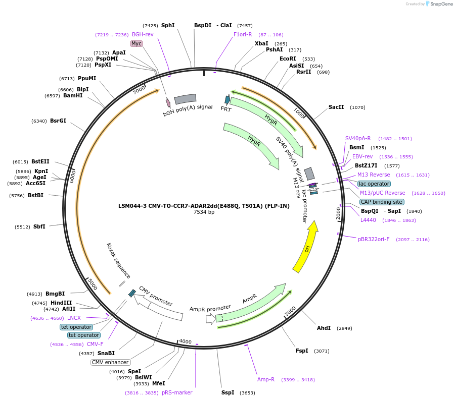 233395-plasmid-map-sequence-id-466399